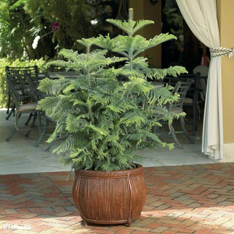 木本植物盆栽有哪些图片(适合养客厅的7种木本绿植)-图片2